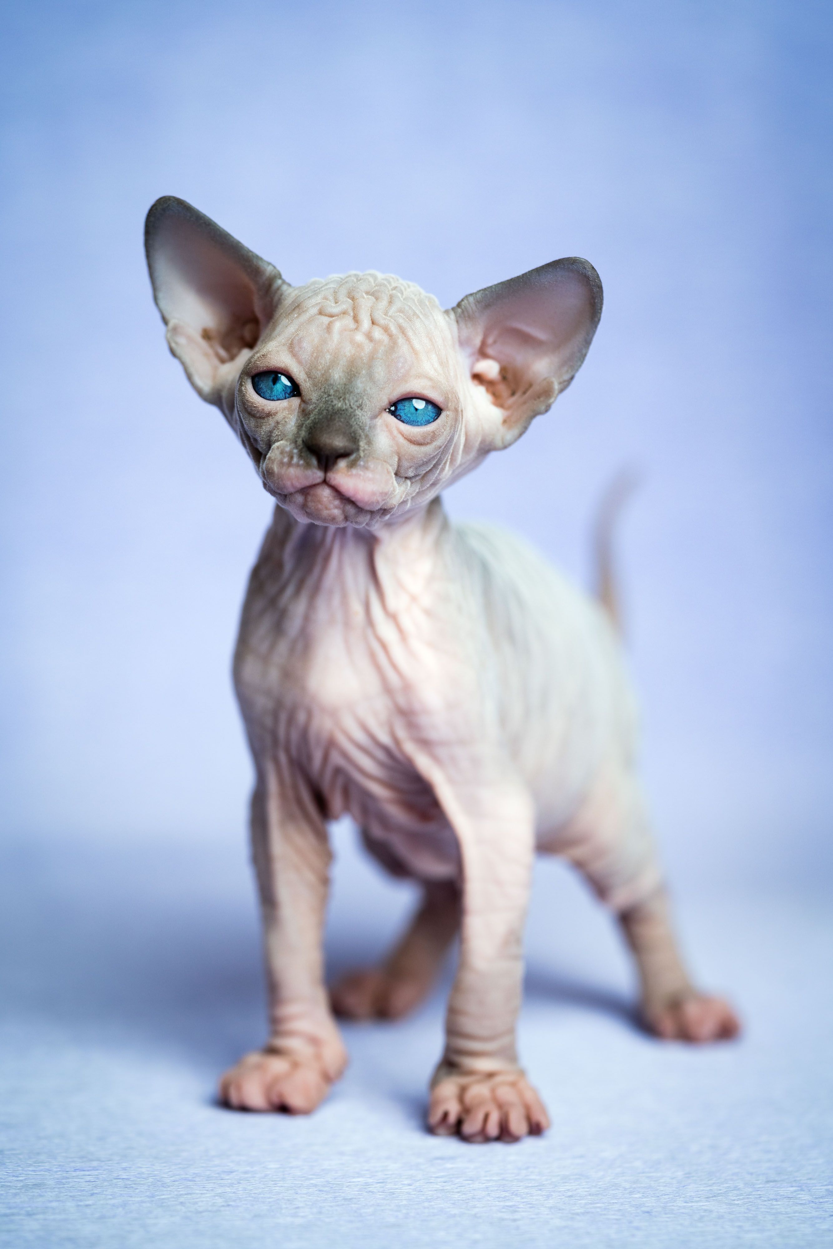 Kucing Sphynx